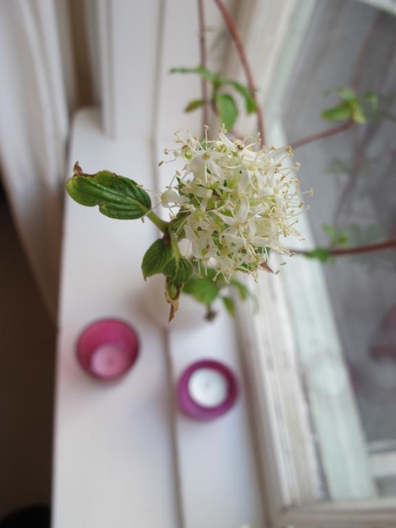 Noesundsgarden Hotell & Vandrarhem Dış mekan fotoğraf